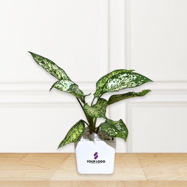 Aglaonema Snow white Plant with Square Pot