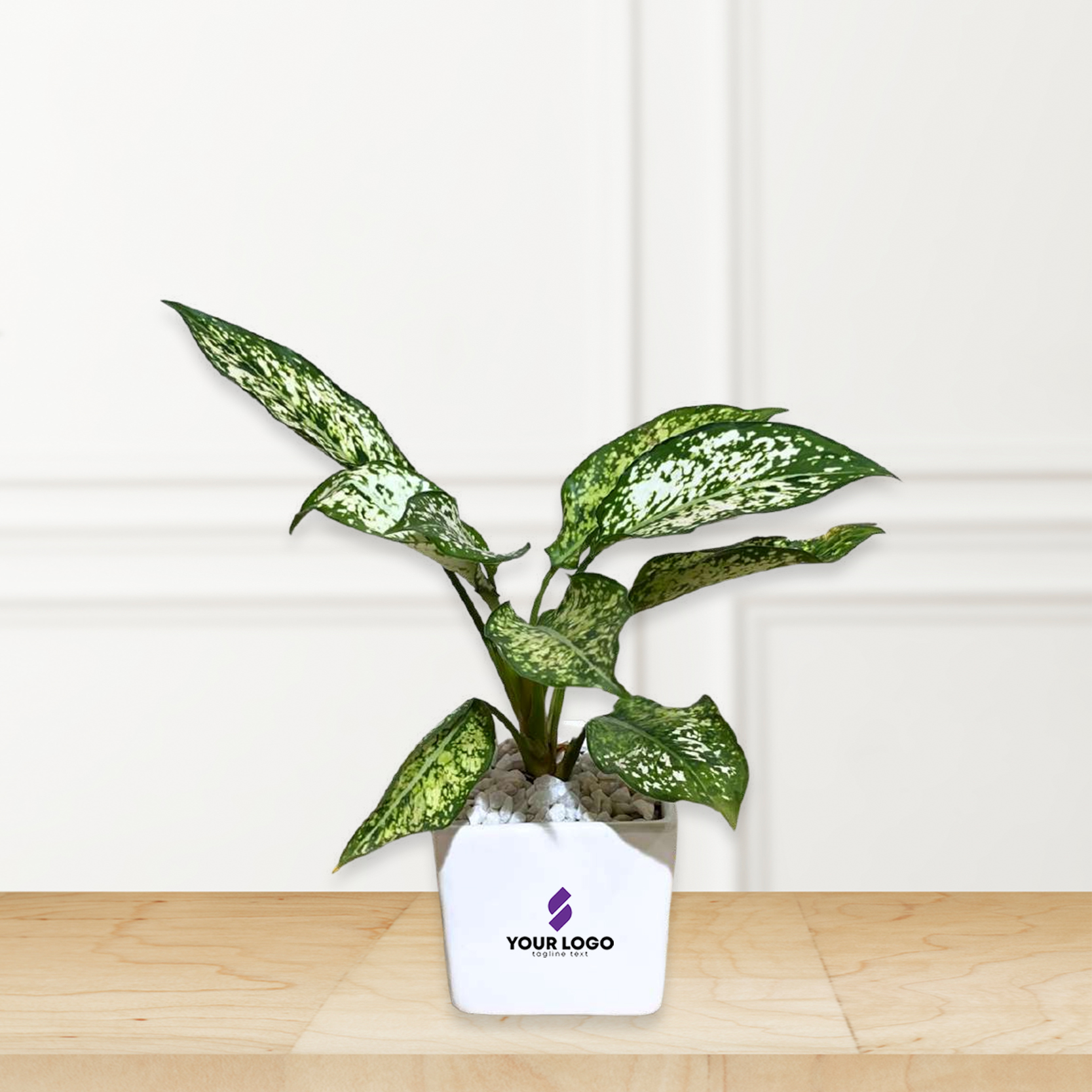 Aglaonema Snow white Plant with Square Pot