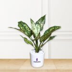 Aglaonema Snow White Plant with Cylindrical Pot