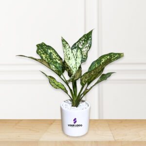 Aglaonema Snow-white Plant with Cylindrical Pot