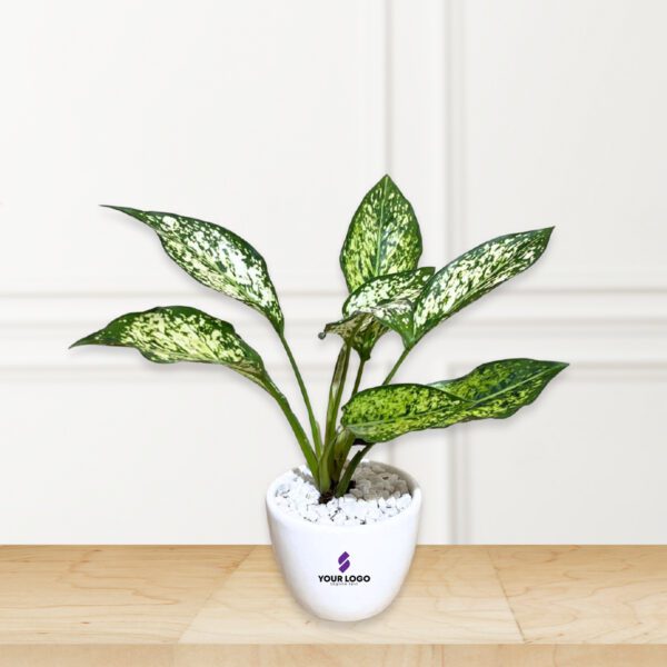 AAglaonema Snow-white Plant Round POt