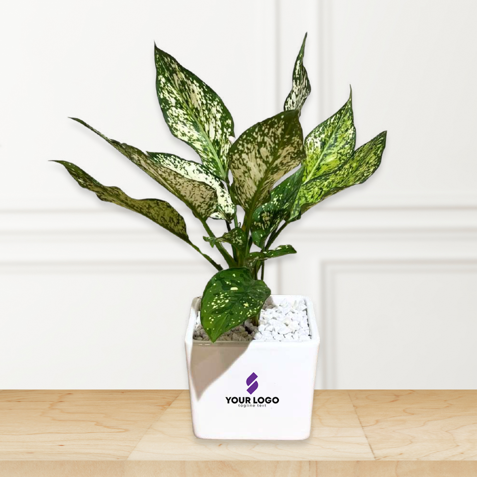 Aglaonema Snow white Plant with Square Pot