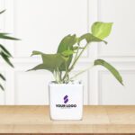 Golden Pothos with Square Pot