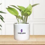 Golden Pothos with Cylindrical Pot