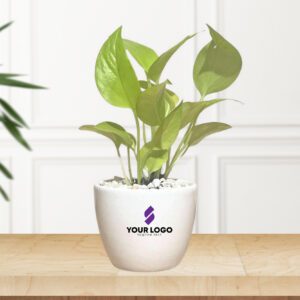 Golden Pothos with Round Pot