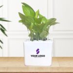 Golden Pothos with Square Pot