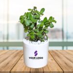 Jade Plant with Cylindrical Pot