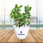 Jade Plant with Round Pot