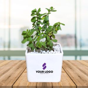 Jade Plant with Square Pot