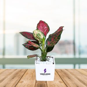 Pink Aglaonema Plant with Square Pot