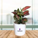 Pink Aglaonema Plant with Cylindrical Pot