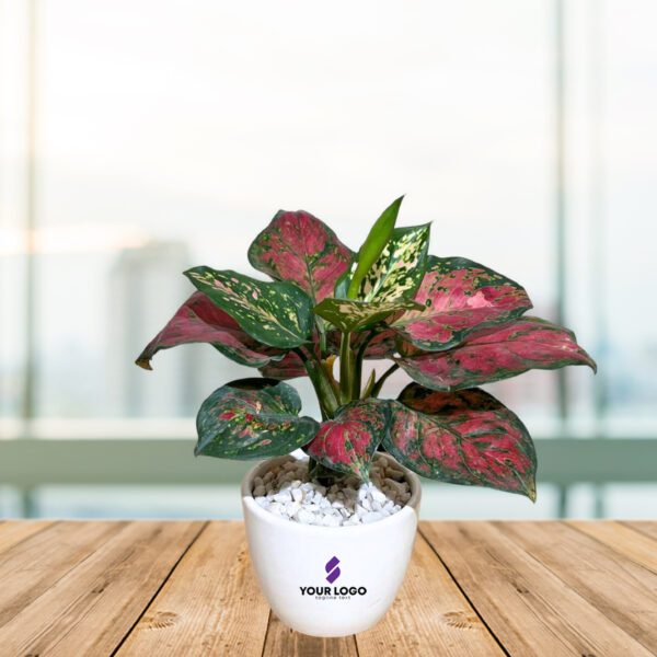 Pink Aglaonema Plant with Round Pot