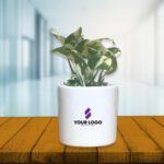 Pothos Njoy Plant with Cylindrical Pot