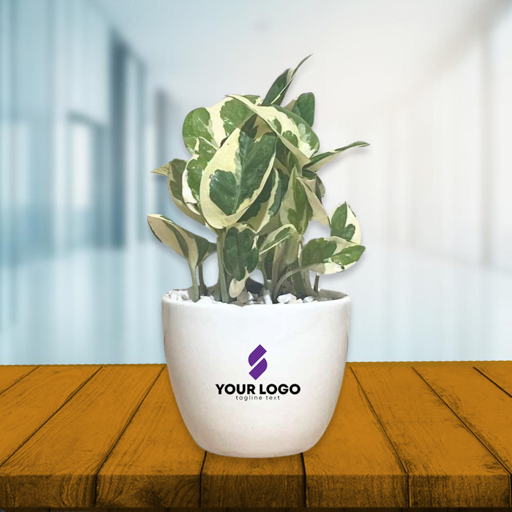 Pothos Njoy Plant with Round Pot