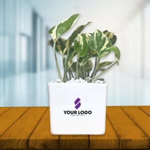 Pothos Njoy Plant with Square Pot