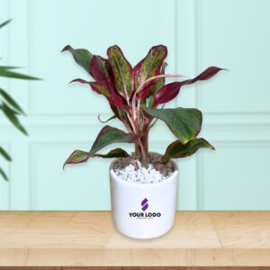 Red Aglaonema Plant with Cylindrical Pot