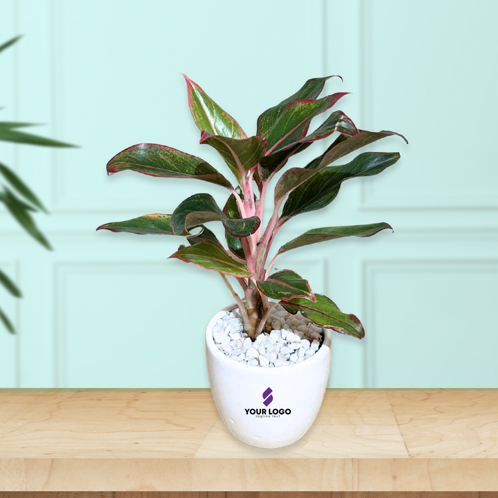 Red Aglaonema Plant with Round Pot