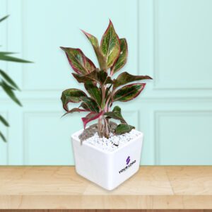 Red Aglaonema Plant with Square Pot